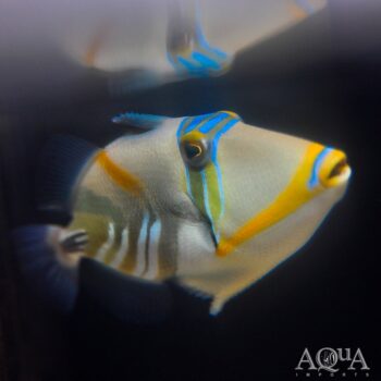 Picasso Triggerfish (Rhinecanthus aculeatus)