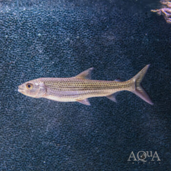 Forskahlii Tigerfish (Hydrocynus forskahlii)