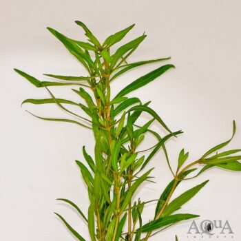 Hygrophila 'Araguaia' (Hygrophila lancea)
