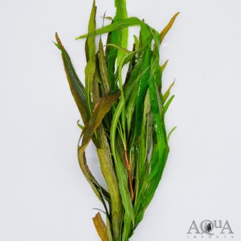 Hygrophila angustifollia (Hygrophila corymbosa 'angustifolia')