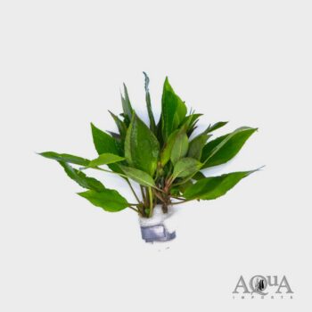 Hygrophila corymbosa 'Compact'
