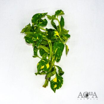 Hygrophila Corymbosa 'Variegated' (Marble Temple Plant)