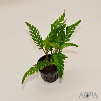 Hygrophila pinnatifida
