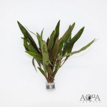 Hygrophila salicifolia 'Rubra'
