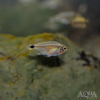 Raccoon Tetra (Hyphessobrycon procyon)