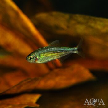 Zig Zag Tetra (Hyphessobrycon hexastichos)
