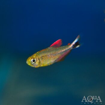 Hyphessobrycon robustulus