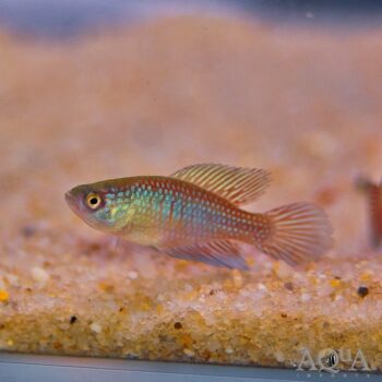 Hypsolebias fulminantis