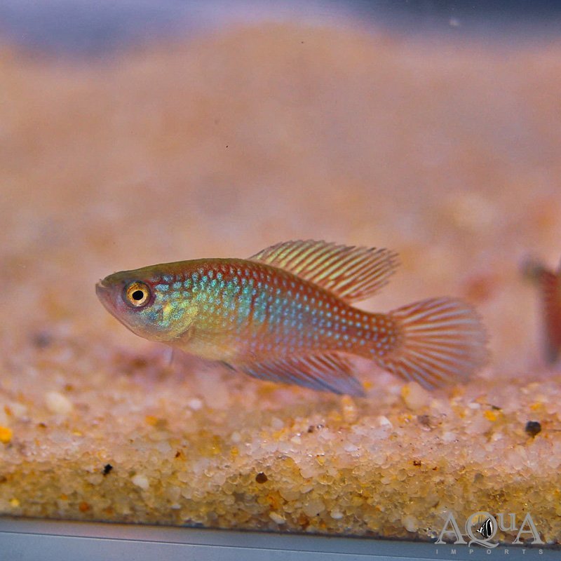 Hypsolebias fulminantis