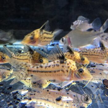 Icana Cory (Brochis incolicana)