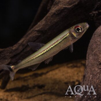 Red Line Lizard Tetra (Iguanodectes geisleri)
