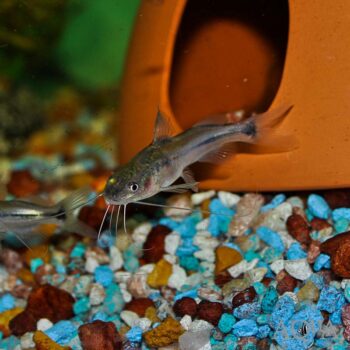 Imitator Catfish (Brachyrhamdia meesi)