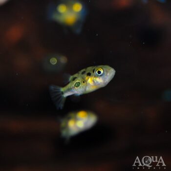 Imitator Dwarf Puffer (Carinotetraodon imitator)