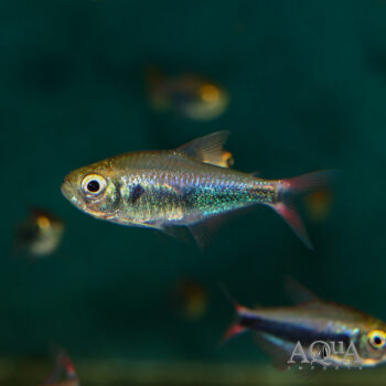 Imperial Cenepa Tetra (Hyphessobrycon sp. Imperial Cenepa)