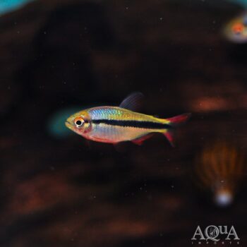 Imperial Lapis Tetra (Hyphessobrycon sp. 'Imperial Lapis')