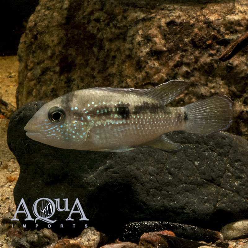 Inca Stone Fish (Tahuantinsuyoa Macantzatza)