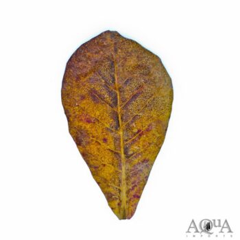 Indian Almond/Catappa Leaf