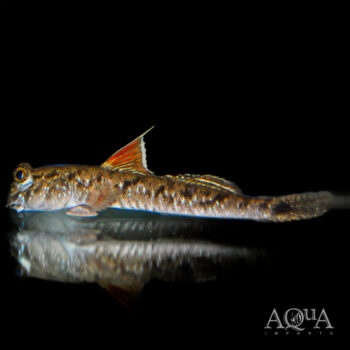 Indian Dwarf Mudskipper (Periophthalmus novemradiatus)