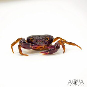 Indian Lilac Crab (Globithelphusa cf. kaufen)