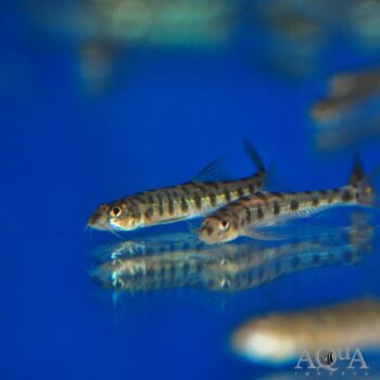 Indian Polka Dot Loach (Nemacheilus corica)