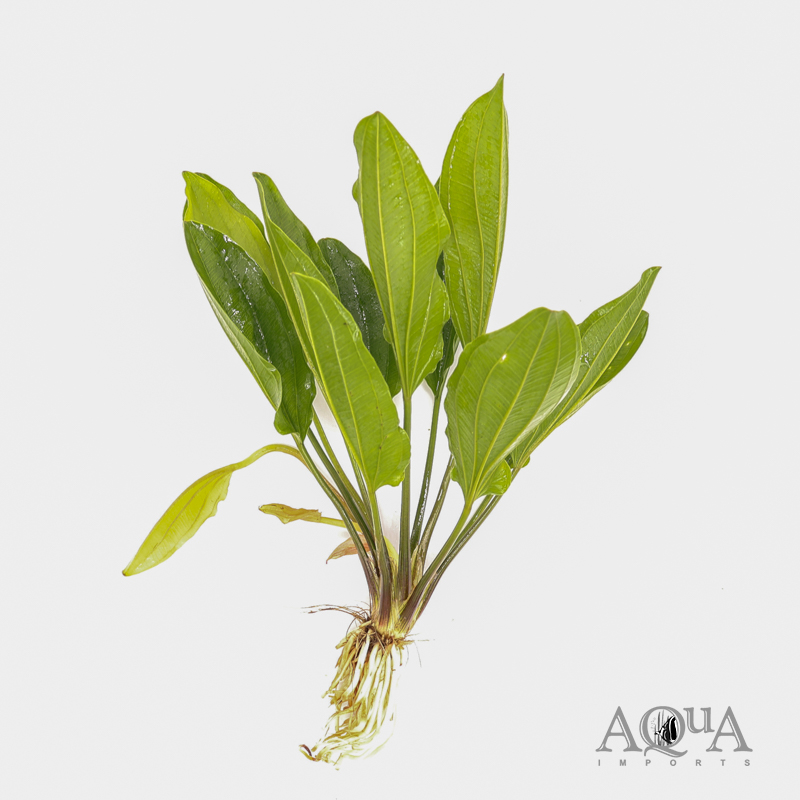 Indian Red Sword Plant (Echinodorous 'Indian Red')