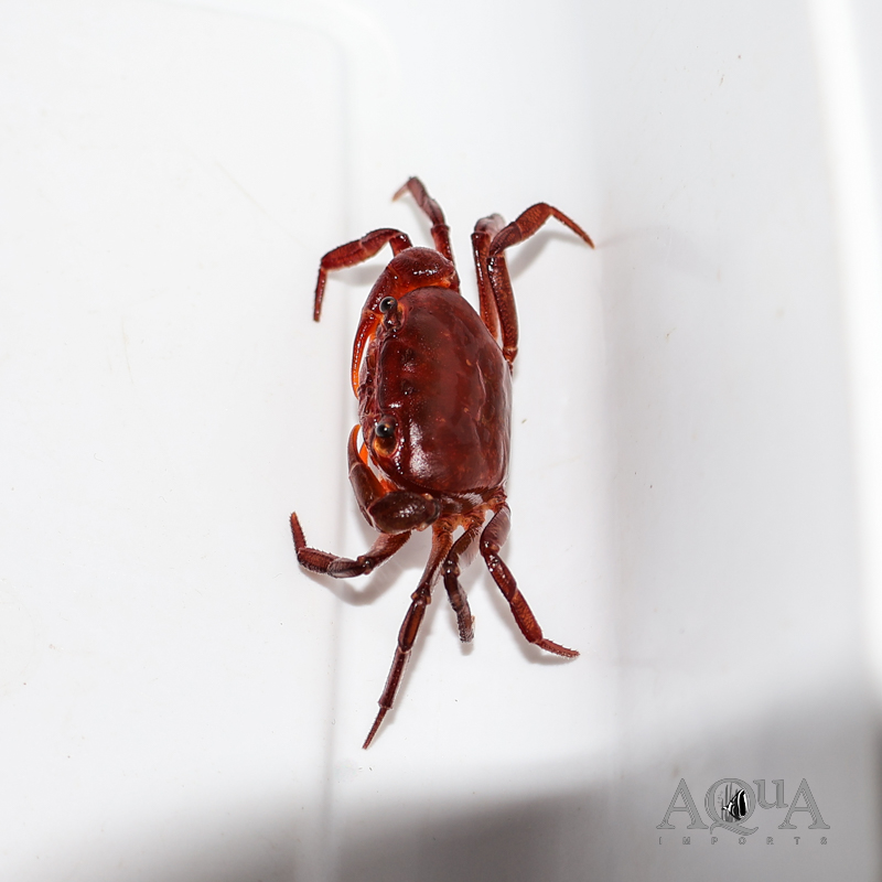 Indian Ruby Crab
