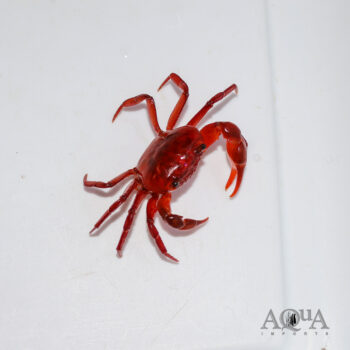 Indian Ruby Crab