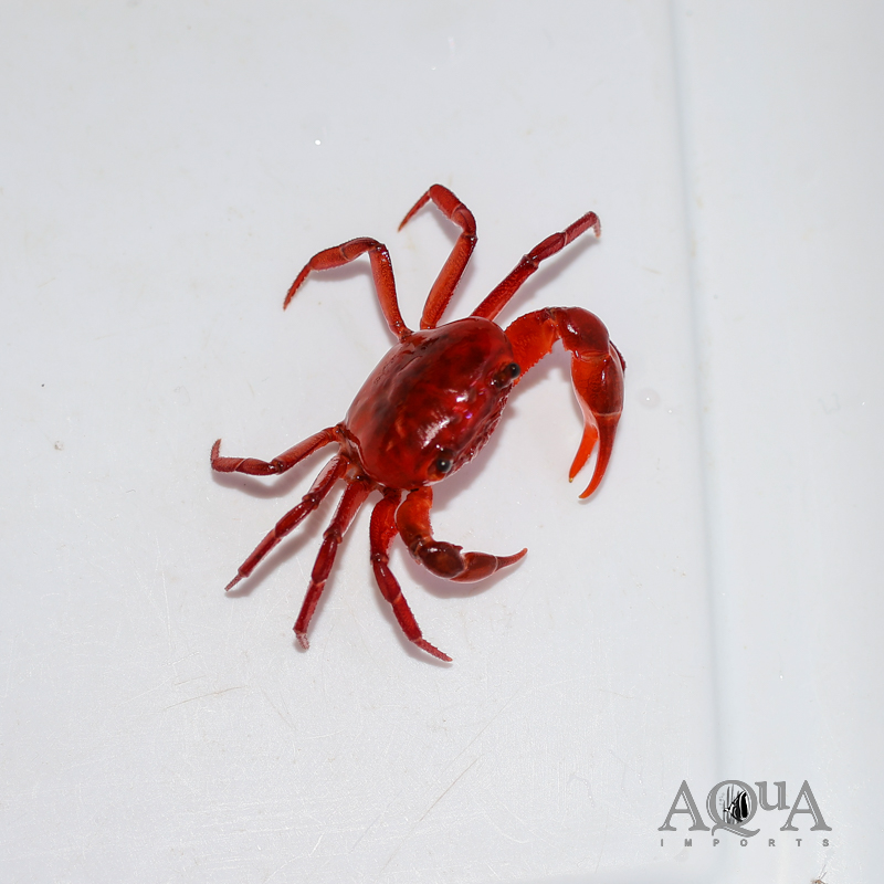 Indian Ruby Crab