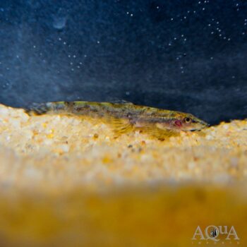 Indian Stone Loach (Balitora laticauda)