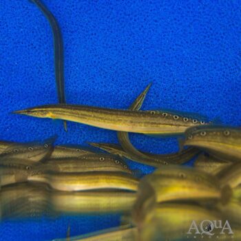 Indian Striped Peacock Eel (Macrognathus aral)