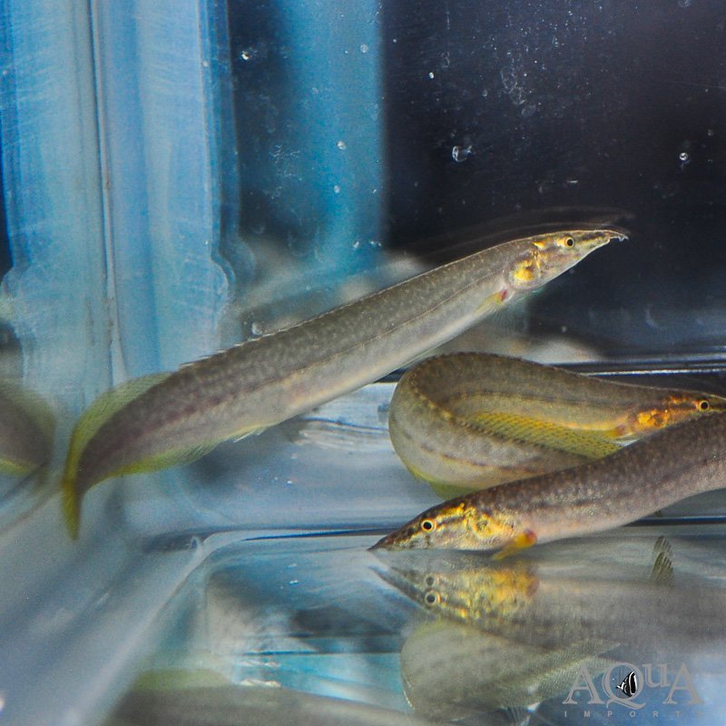 Indian Yellow Fin Spiny Eel (Mastacembelus pancalus)