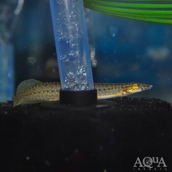 Indian Yellow Fin Spiny Eel (Mastacembelus pancalus)