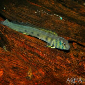 Indian Zebra Blenny (Omobranchus zebra)
