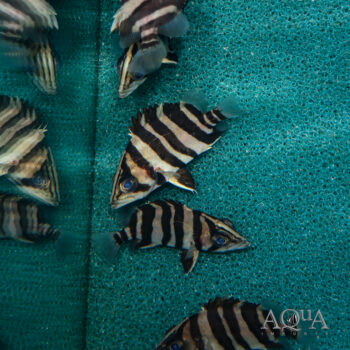Indo Datnoid/IT (Datnioides microlepis)