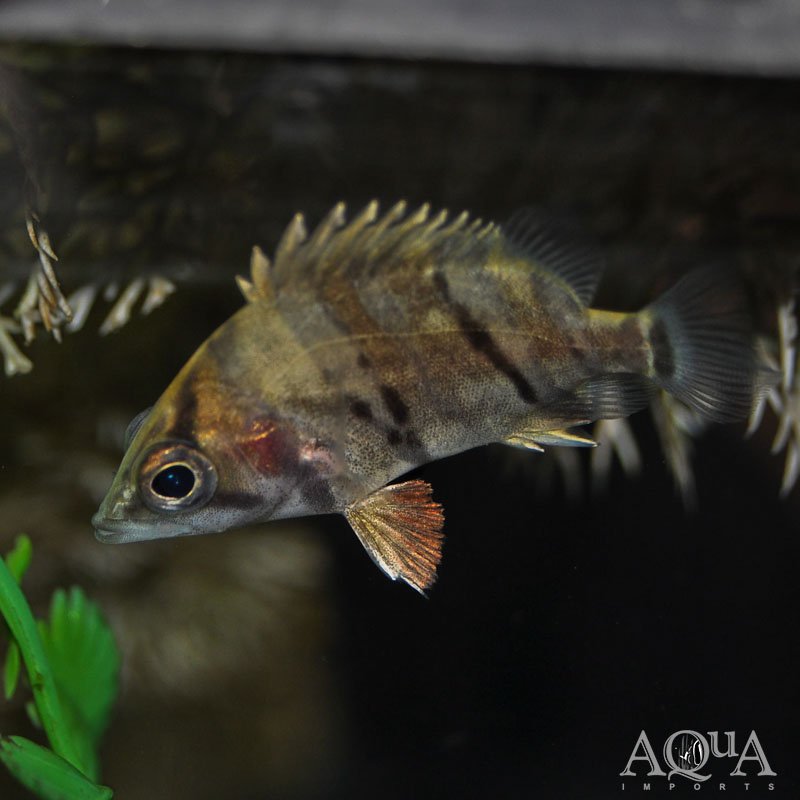 Indo Datnoid (Datnioides microlepis)