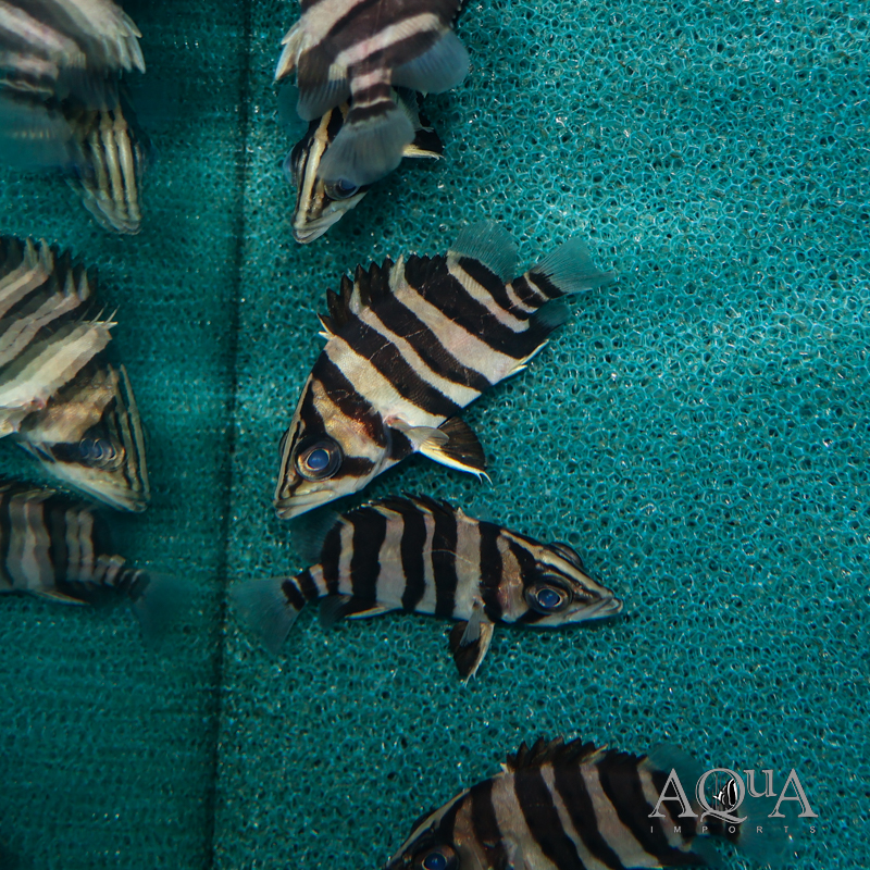 Indo Datnoid/IT (Datnioides microlepis)