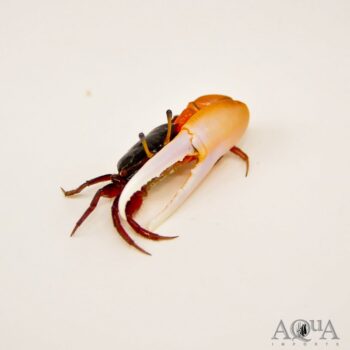 Indonesian Batik Fiddler Crab (Austruca sp.)
