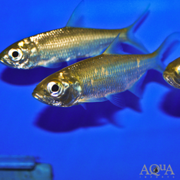 Indo-Pacific Tarpon (Megalops cyprinoides)