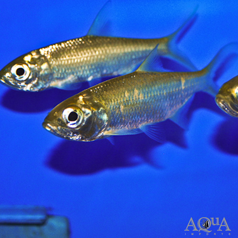 Indo-Pacific Tarpon (Megalops cyprinoides)