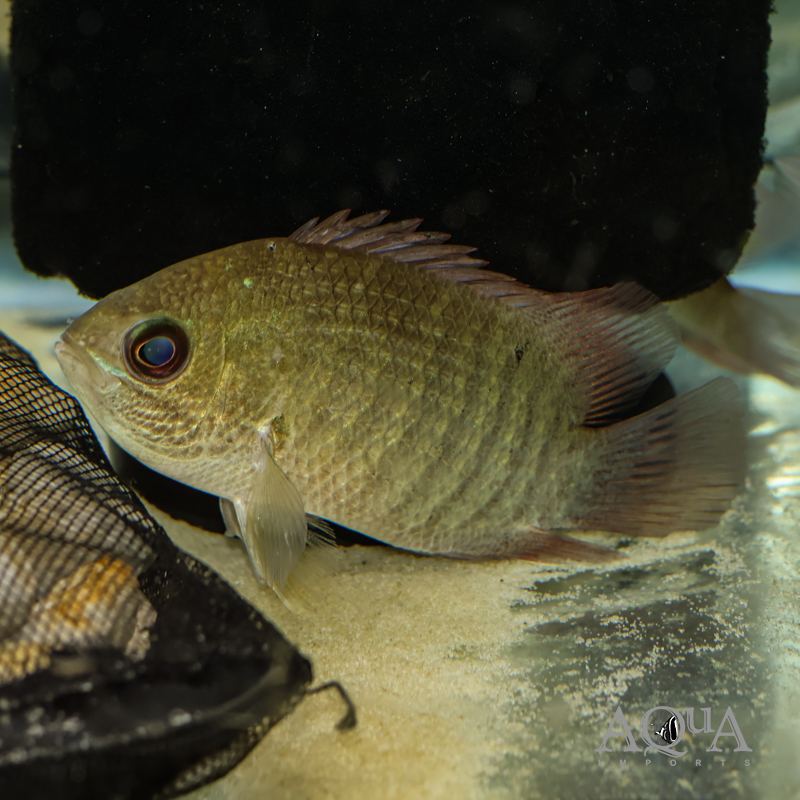 Indonesian Leaf Fish (Pristolepis grootii)