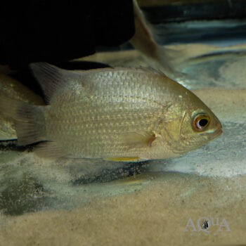 Indonesian Leaf Fish (Pristolepis grootii)