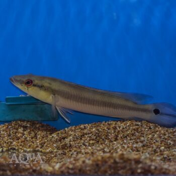 Inirida Spotted Pike Cichlid (Crenicichla cf. lugubris)