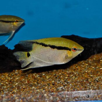 Insignis Festivum Cichlid (Mesonauta insignis)