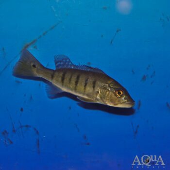 Intermedia Peacock Bass (Cichla intermedia) - Rio Caqueta Locale