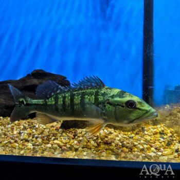 Intermedia Peacock Bass (Cichla intermedia)