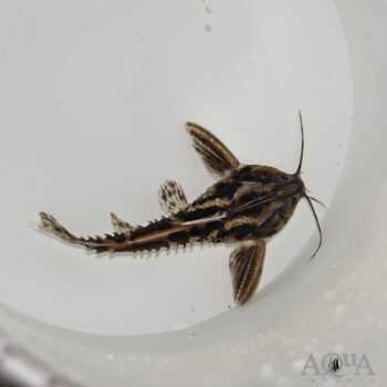 Irwini / Giant Talking Catfish (Megalodoras uranoscopus)