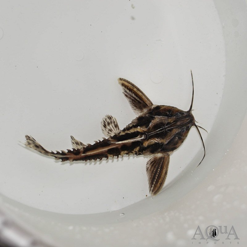 Irwini / Giant Talking Catfish (Megalodoras uranoscopus)