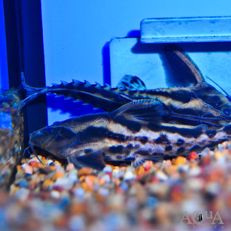 Irwini / Giant Talking Catfish (Megalodoras uranoscopus)