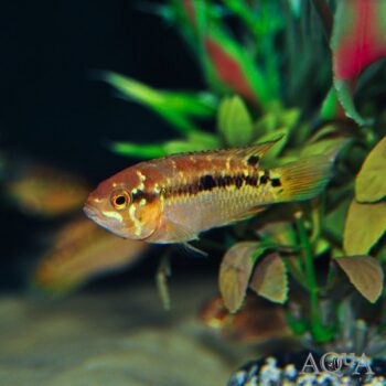 Ivanacara bimaculata