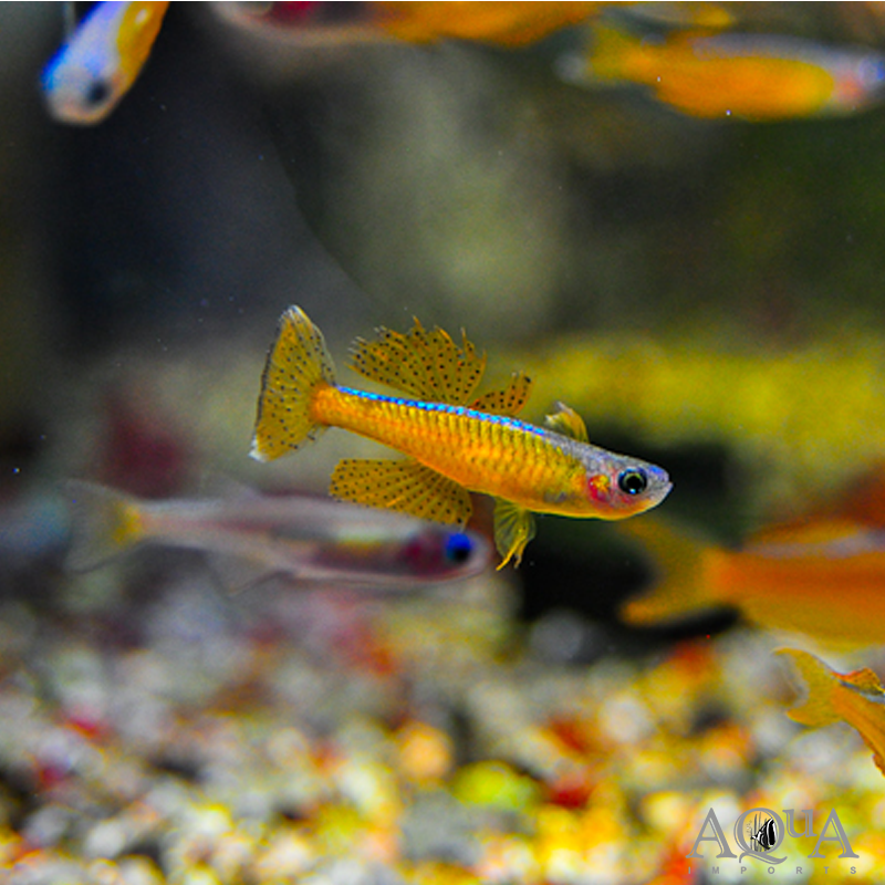 Ivantsoff's Blue Eyed Rainbow (Pseudomugil ivantsoffi)